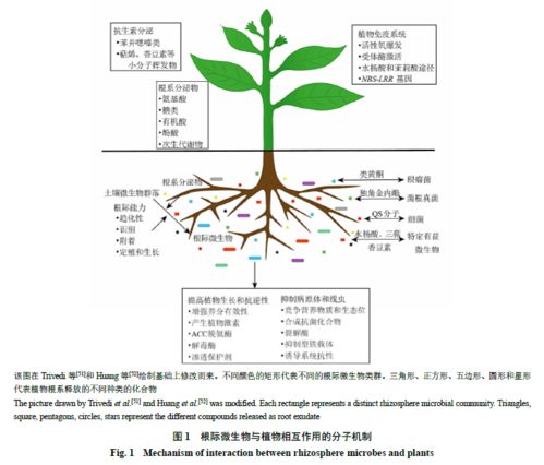 药用植物根际微生物对其品质形成的影响及其作用机制的研究进展