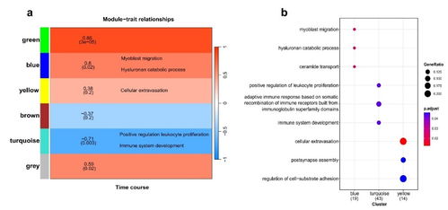 成都生物研究所在蝾螈肢体再生早期的遗传机制探究中取得进展
